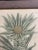 Wood Antique Botanical Johan Weinmann "Scolymocephalus Africanus" Original Woodcut on Paper, Framed For Sale - Image 7 of 12