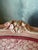 Pink Pair of Mid 20th Century French Bergere Chairs For Sale - Image 8 of 8