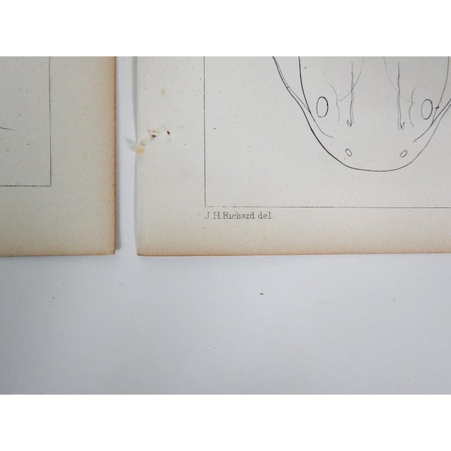 Paper Mid 19th Century Us Pacifc Railroad Fish Lithograph Book Plate - Set of 3 For Sale - Image 7 of 8