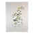1960s Dali Flora Dalinae Lilium Music Hand Signed Numbered Etching Surreal Rare Art For Sale