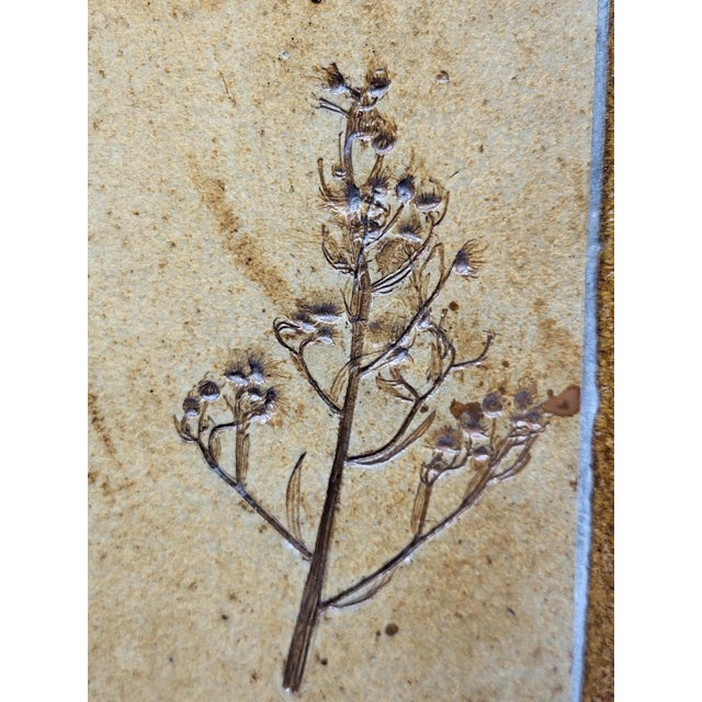 Herbier Coffee Table by Roger Capron, 1970s For Sale - Image 13 of 18