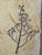 Herbier Coffee Table by Roger Capron, 1970s For Sale - Image 13 of 18