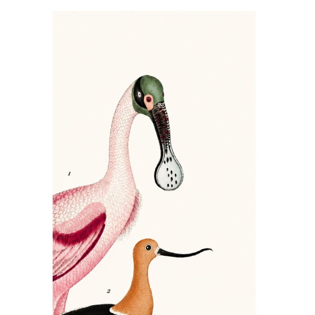 Roseate Spoonbill & Shorebirds, Vintage Natural History Art Print Reproduction, 20" X 30" For Sale - Image 4 of 12