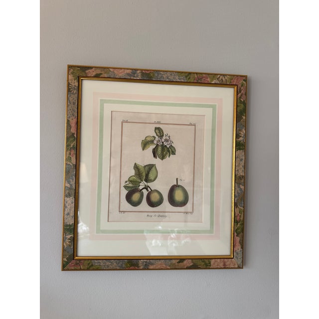 A beautiful pair of late 18th century French botanical engravings depicting the historic pear cultivars “Bezy de Quessoy”...