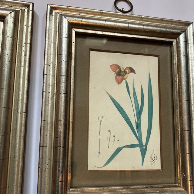 Rustic 1970’s 2 Small Botanical Floral Prints Nicely Framed Silver Leaf- A Pair For Sale - Image 3 of 4