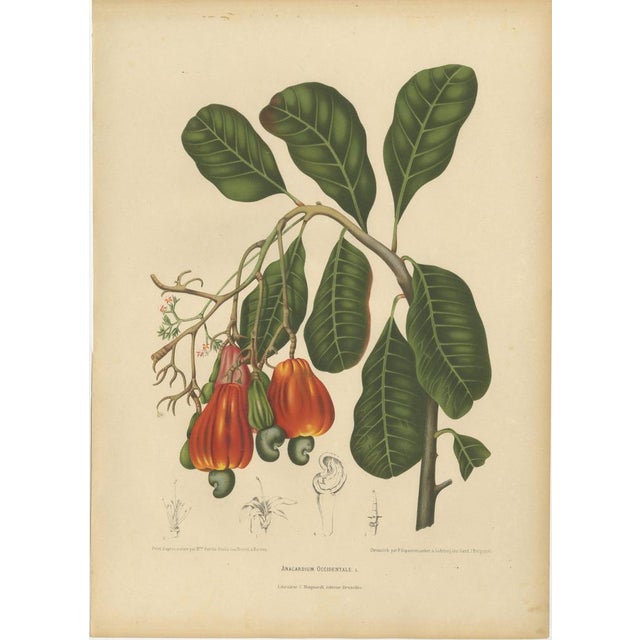 Hoola van Nooten, Cashew Tree Botanical, 1880, Chromolithograph For Sale - Image 9 of 9
