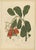 Hoola van Nooten, Cashew Tree Botanical, 1880, Chromolithograph For Sale - Image 9 of 9