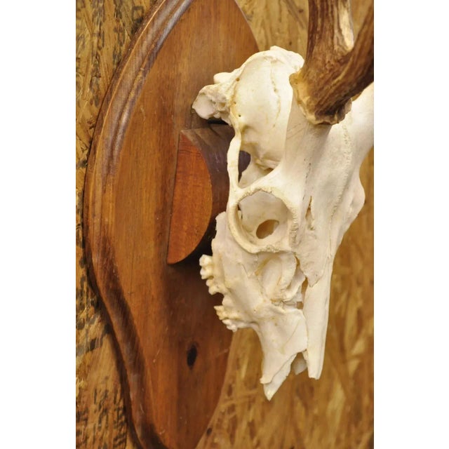 Vintage Taxidermy Red Deer Axis Elk Skull & Antler Mount on Wall Plaque ...