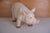 Vintage Large Butcher's Pig Shop Display, Former Czechoslovakia, 1980s For Sale - Image 3 of 12