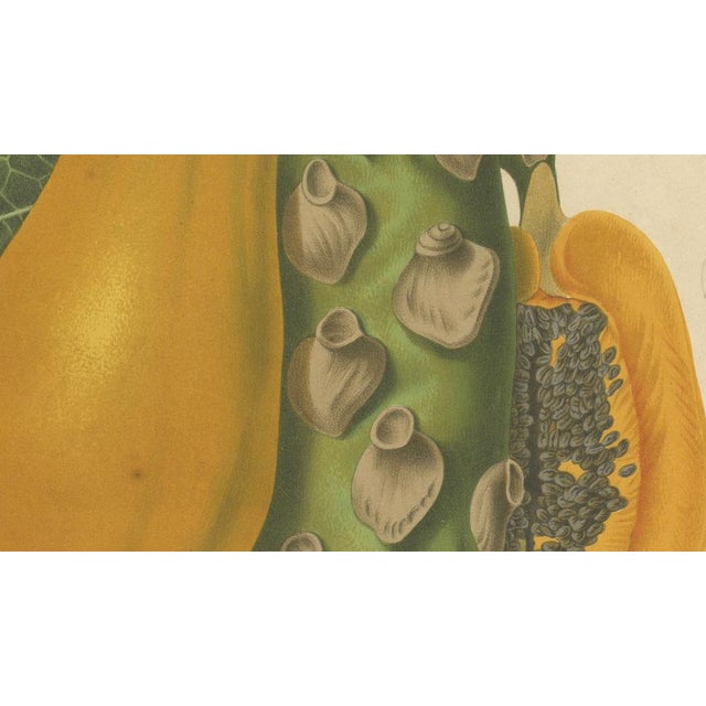 Paper Hoola van Nooten, Papaya Botanical, 1880, Chromolithograph For Sale - Image 7 of 9