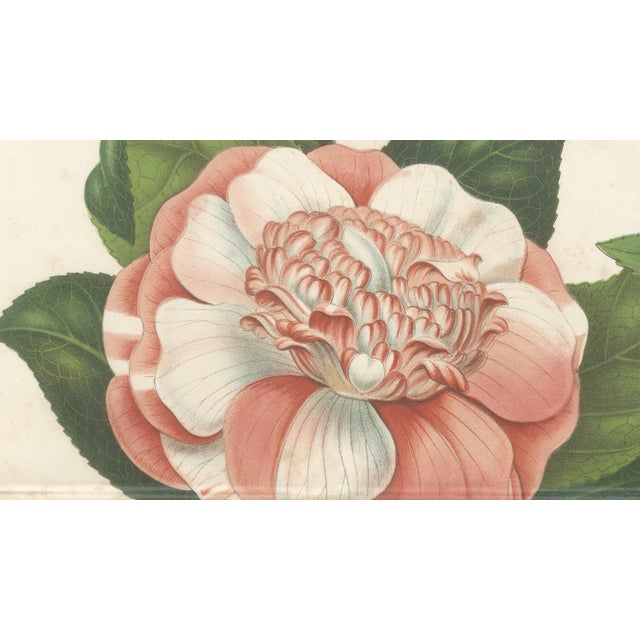 Camellia Sophia De Vriese, Botanical Lithograph, 1856, Lithograph on Paper For Sale - Image 6 of 9