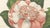 Camellia Sophia De Vriese, Botanical Lithograph, 1856, Lithograph on Paper For Sale - Image 6 of 9