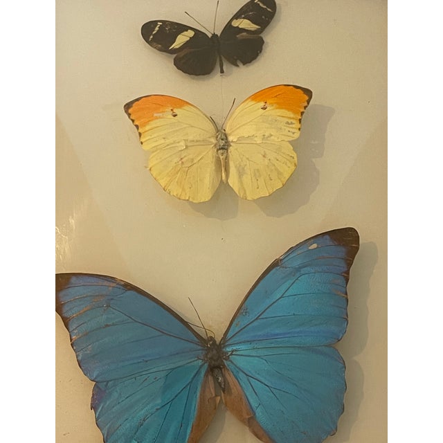 Butterflies Specimens in a Conflex Glass Frame For Sale In Miami - Image 6 of 6