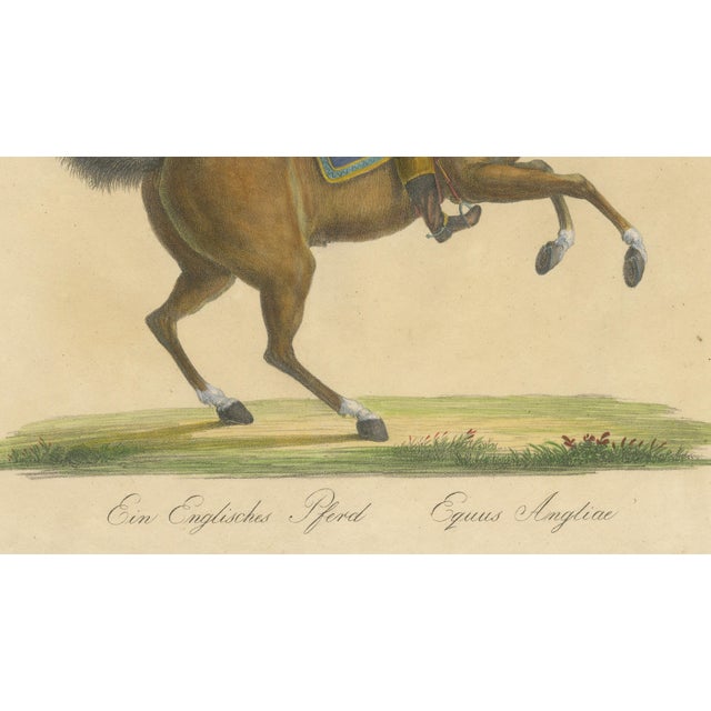 Paper Brodtmann, Horse Equus Angliae, 1816, Paper For Sale - Image 7 of 9