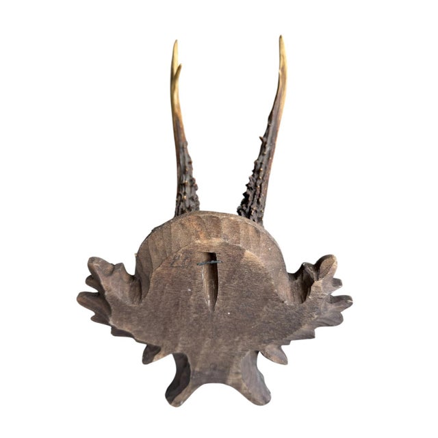 Roe Deer Trophy 153 Black Forset Antlers Mount For Sale - Image 4 of 5