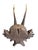 Roe Deer Trophy 153 Black Forset Antlers Mount For Sale - Image 4 of 5