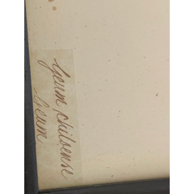 Vintage chromolithographs of botanical prints with Latin inscriptions after Katarina Fine. Framed u der glass, except one.