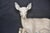 Lying Deer, Spain, 1970s For Sale - Image 4 of 8