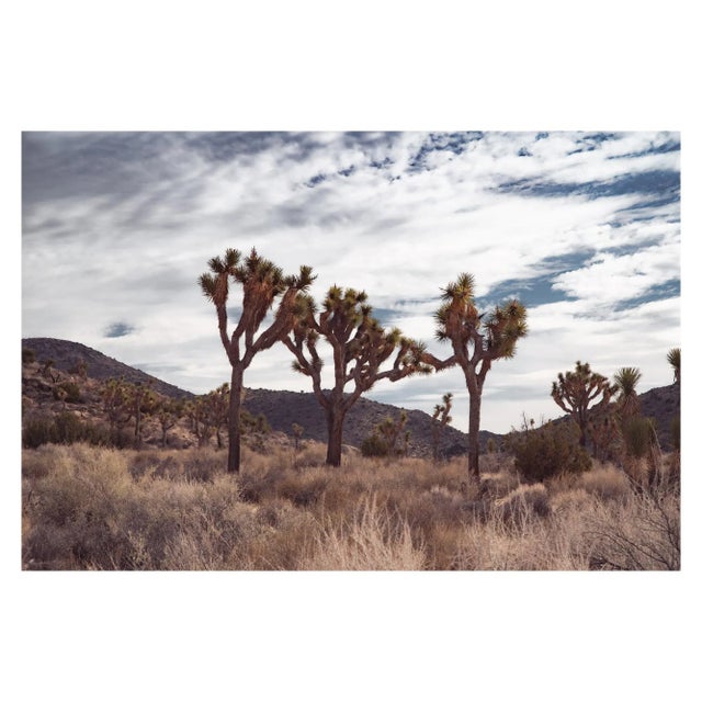 "Trinity", Joshua Tree Limited Edition Photograph by Mark Frohman 30" X 20" For Sale