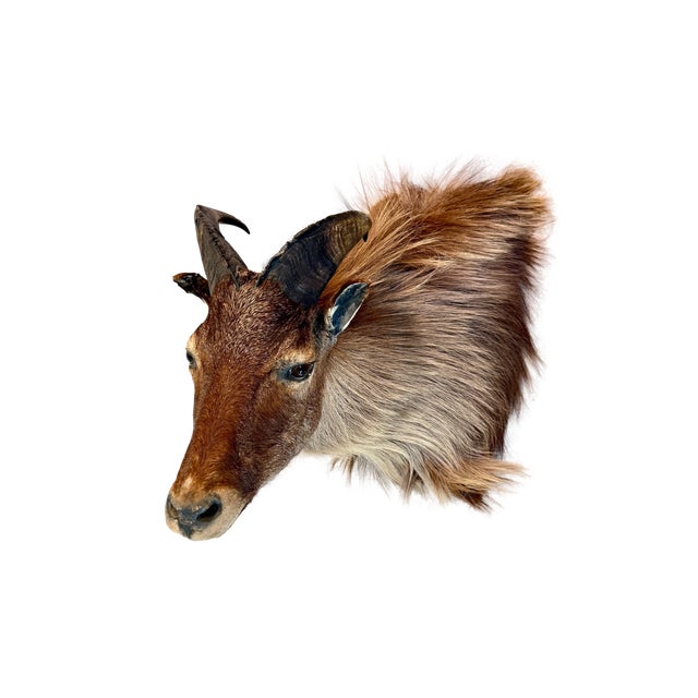 Himalayan Tahr Taxidermy Shoulder Mount For Sale - Image 4 of 8