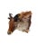 Himalayan Tahr Taxidermy Shoulder Mount For Sale - Image 4 of 8