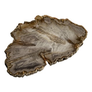 Organic Petrified Dish For Sale