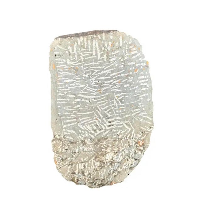 Large Fossilized Trilobite Specimen in Stone Matrix For Sale In Tampa - Image 6 of 9