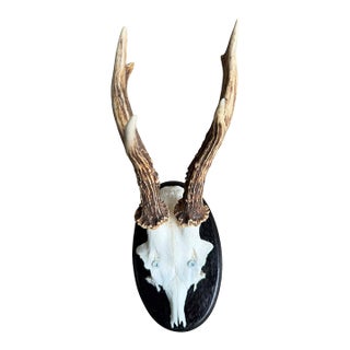 Roe Deer Trophy 74 Black Forest Antlers Mount For Sale