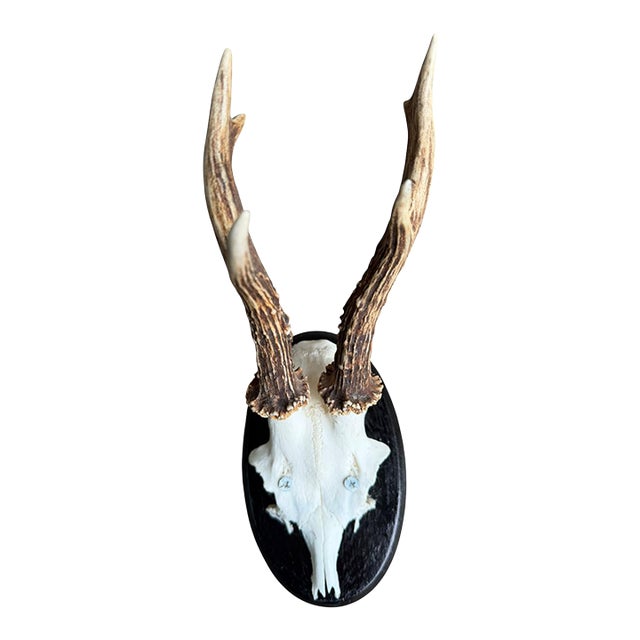 Roe Deer Trophy 74 Black Forest Antlers Mount For Sale