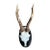 Roe Deer Trophy 74 Black Forest Antlers Mount For Sale