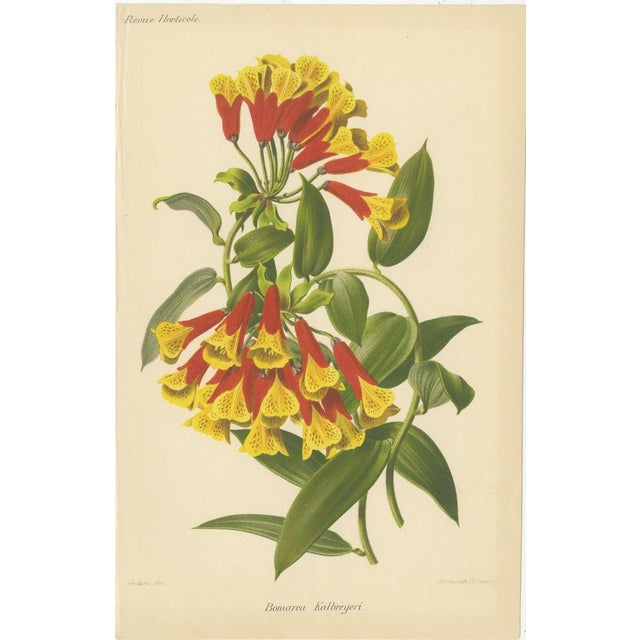After Godard, Flowers from Revue Horticole, Chromolithographs, Set of 4 For Sale - Image 6 of 7