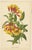 After Godard, Flowers from Revue Horticole, Chromolithographs, Set of 4 For Sale - Image 6 of 7