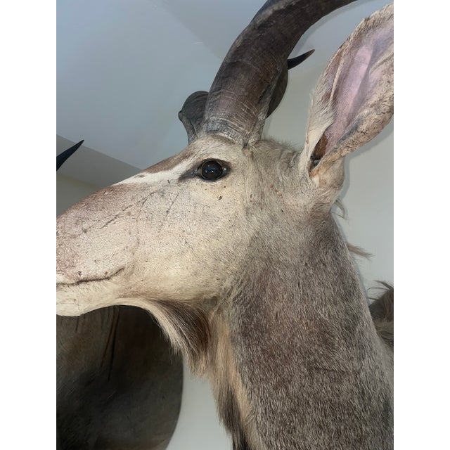 Animal Skin Vinatge African Kudu Taxidermy Shoulder Mount-Very Large For Sale - Image 7 of 9