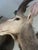 Animal Skin Vinatge African Kudu Taxidermy Shoulder Mount-Very Large For Sale - Image 7 of 9