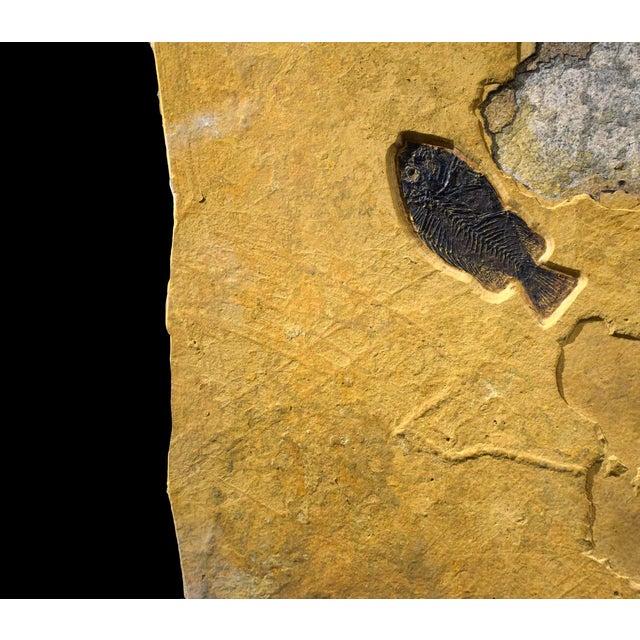 Fossil Fish Mural 4779gm For Sale - Image 4 of 6