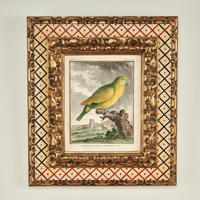 Antique Set of Eight Hand Colored Parrot Engravings For Sale In West Palm - Image 6 of 18