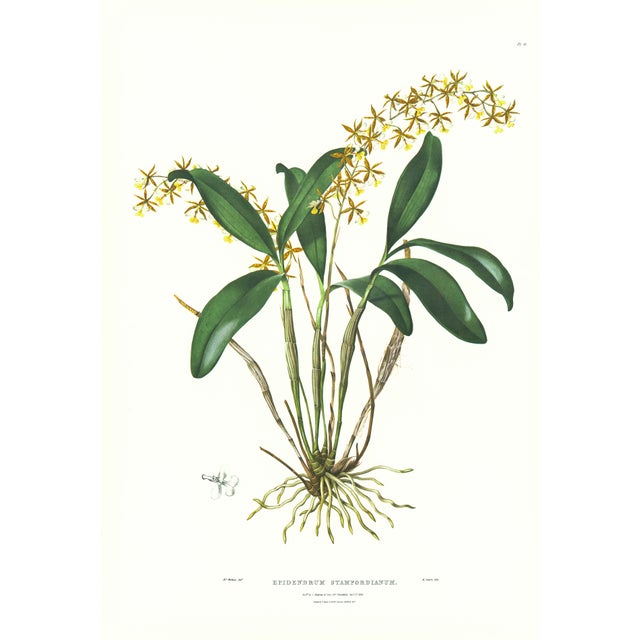 Large 1973 Orchid Flower Lithograph "Epidendrum Stamfordianum" (Lord Stamford's Epidendrum) After James Bateman For Sale