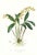 Large 1973 Orchid Flower Lithograph "Epidendrum Stamfordianum" (Lord Stamford's Epidendrum) After James Bateman For Sale