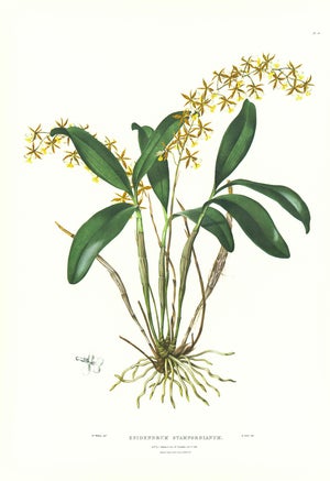 Large 1973 Orchid Flower Lithograph "Epidendrum Stamfordianum" (Lord Stamford's Epidendrum) After James Bateman