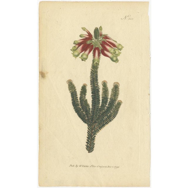 Purple Jacob's Ladder, Golden Monkeyflower and Red Kangaroo Paw Prints, 1797, Print For Sale - Image 4 of 6