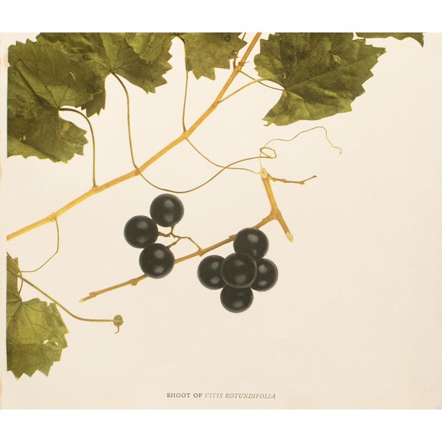 Farmhouse 1900s U. P. Hedrick, Original Antique Photogravure of Vitis Rotundifolia Grapes For Sale - Image 3 of 7
