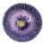 French Majolica Purple Daisy Plate Orchies, Circa 1890 For Sale