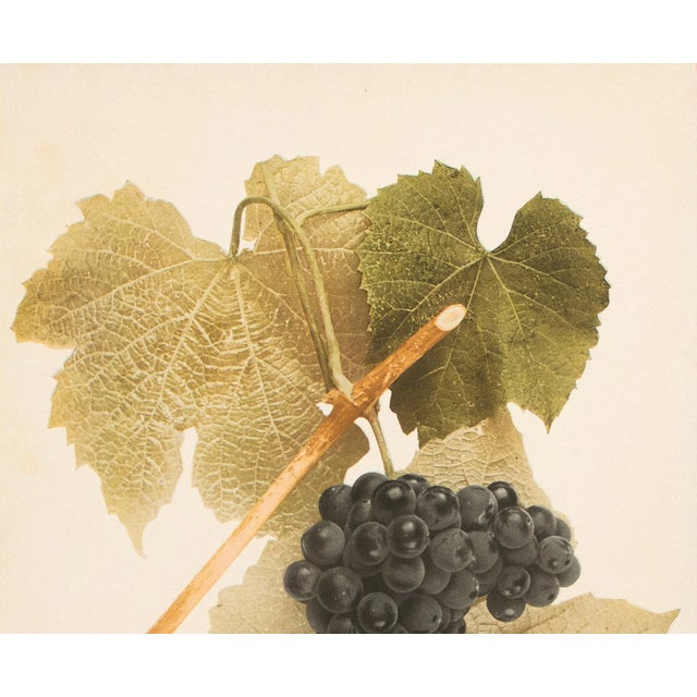 Farmhouse 1900s U. P. Hedrick, Original Antique Photogravure of America Grapes For Sale - Image 3 of 7