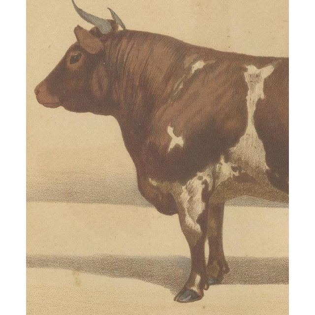 19th Century Olivier De Penne, Ayrshire Bull, Scottish Cattle, 1863, Chromolithograph For Sale - Image 5 of 9