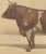 19th Century Olivier De Penne, Ayrshire Bull, Scottish Cattle, 1863, Chromolithograph For Sale - Image 5 of 9