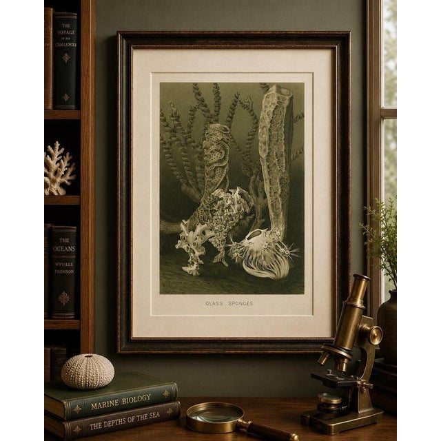 Gold Richard Lydekker, Glass Sponges Deep-Sea Marine Life, 1896, Color Process Print For Sale - Image 8 of 9