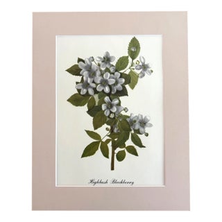 Vintage Mary Vaux Walcott Print in Ready to Frame 11x14 Mat: Highbush Blackberry For Sale