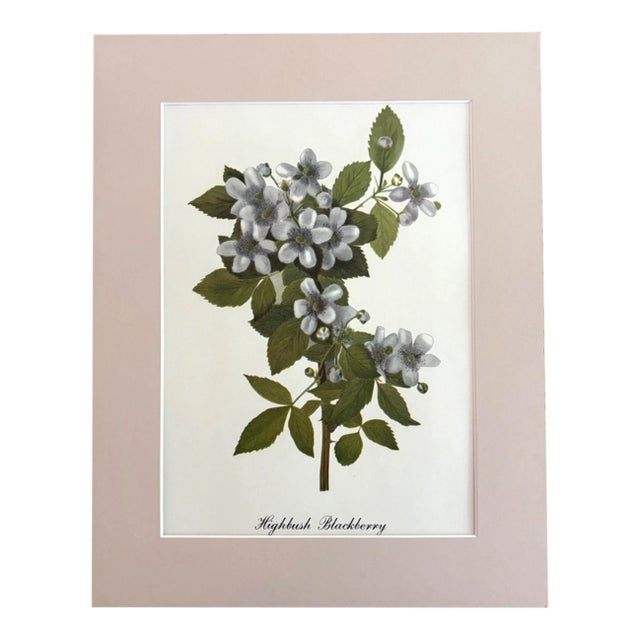 Vintage Mary Vaux Walcott Print in Ready to Frame 11x14 Mat: Highbush Blackberry For Sale