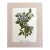 Vintage Mary Vaux Walcott Print in Ready to Frame 11x14 Mat: Highbush Blackberry For Sale