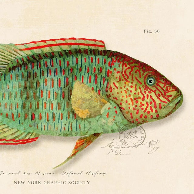 Illustration Contemporary Reproduction of Vintage Fish (4) Art Print, Framed For Sale - Image 3 of 5